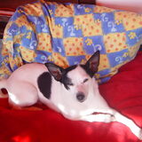 Onze Snoopy is 14 jaar geworden, op 09-09-09 hebben we haar in moeten…