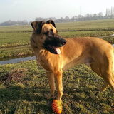 Foto van Vrouwtje van Denzel en Diva (R.I.P. Dixie)