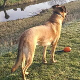 Foto van Vrouwtje van Denzel en Diva (R.I.P. Dixie)