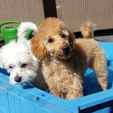 Foto van Inge, baasje van Gina, Flynn en Wobbe