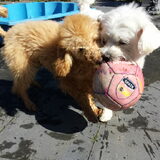 Foto van Inge, baasje van Gina, Flynn en Wobbe
