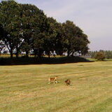Bambi in het weiland met een kat.