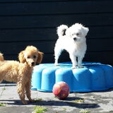 Foto van Inge, baasje van Gina, Flynn en Wobbe