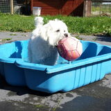 Foto van Inge, baasje van Gina, Flynn en Wobbe