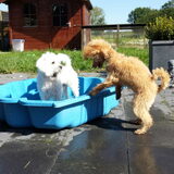 Foto van Inge, baasje van Gina, Flynn en Wobbe