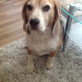 Billy onze 9 jarige Beagle met de ziekte van Cushing. We noemen hem ook…