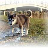 Dit is mijn Husky kruising Malamute als pup van bijna 9 weken oud..