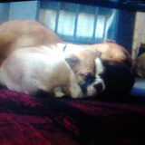 Foto van daisy