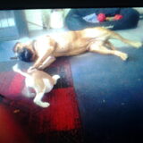 Foto van daisy