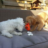 Foto van Inge, baasje van Gina, Flynn en Wobbe