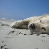 Mojo juli 2013 op Terschelling