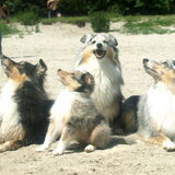 Foto van Laura, Shady, Tika, Merle en Jenna