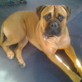 Foto van daisy