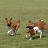 1ste keer coursing