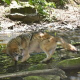 Wolf in de dierentuin