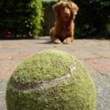 Foto van judith