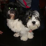 Woezel en Elvis ( een shih tzu)