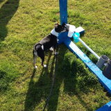 Jessy op puppy- cursus