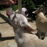 Foto van ~Saartje & de chihuahua roedel ~