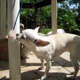 Foto van ~Saartje & de chihuahua roedel ~