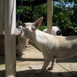 Foto van ~Saartje & de chihuahua roedel ~