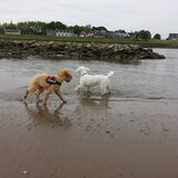 Foto van Inge, baasje van Gina, Flynn en Wobbe