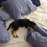 Jessy in bed slapen