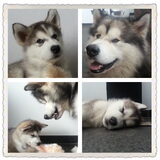 Nanook en Tala