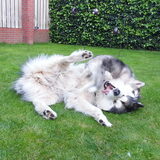 Nanook en Tala heerlijk aan het spelen.