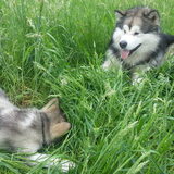 Nanook en Tala.