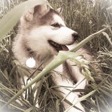Tala