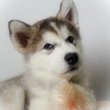 Tala