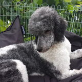 Foto van Crissy, Joey en Kiwi