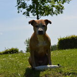 Foto van linneke