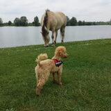 Foto van Inge, baasje van Gina, Flynn en Wobbe