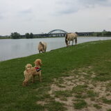 Foto van Inge, baasje van Gina, Flynn en Wobbe