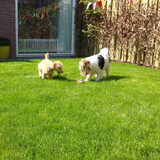 Foto van Inge, baasje van Gina, Flynn en Wobbe