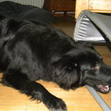 Raja zoekt de pup