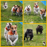 Onze honden vereniging Het Jack Russell Terrier Raceteam. Hier wat…