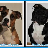 Links teef rechts reu