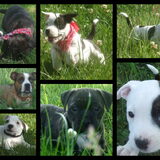 Pups Bailey