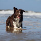 Foto van Sophie