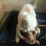 Nog even keten met mama.