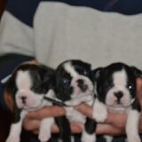 De Boston Terrier is een geweldig ras .
