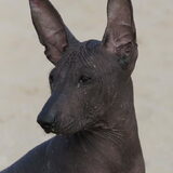 Foto van Peruaanse Naakthonden / Peludo's