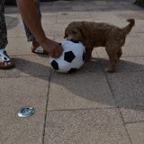Heerlijke spelen met de bal
