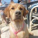 Foto van Golden Girls