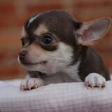 Senna'tje, 6,5 week oud op 18 mei 2014