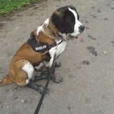 Boefie houd van......vies!