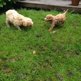 Senna en Moos